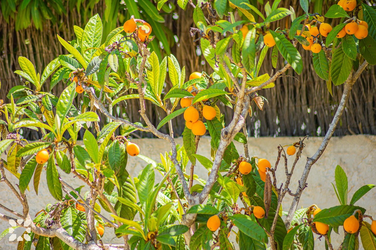 Imagen 22 - OASIS