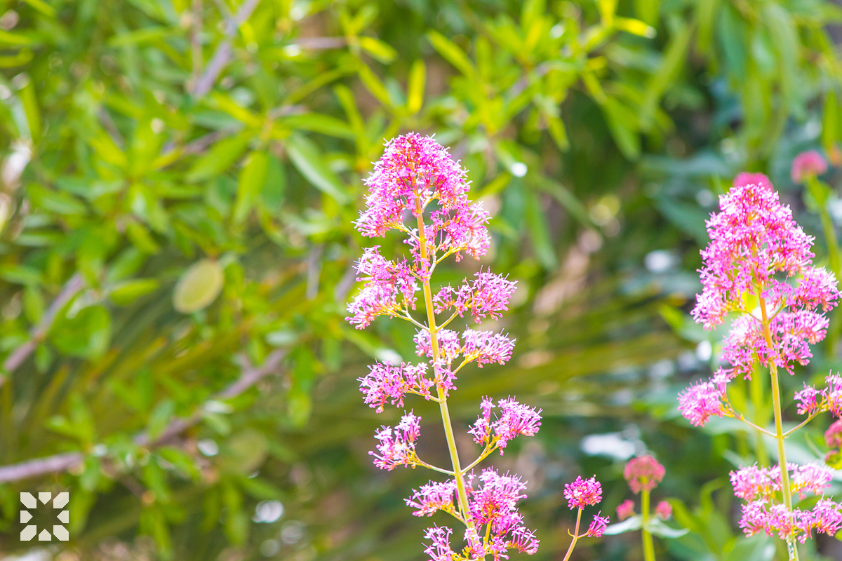 Imagen 26 - MIMOSA