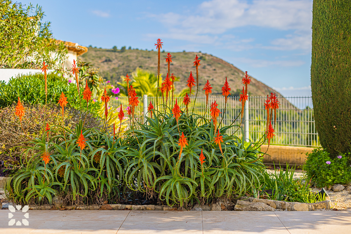 Imagen 21 - MORAIRA HILL