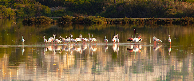 Abahana Villas - Grupo de flamencos en las salinas de Calpe.