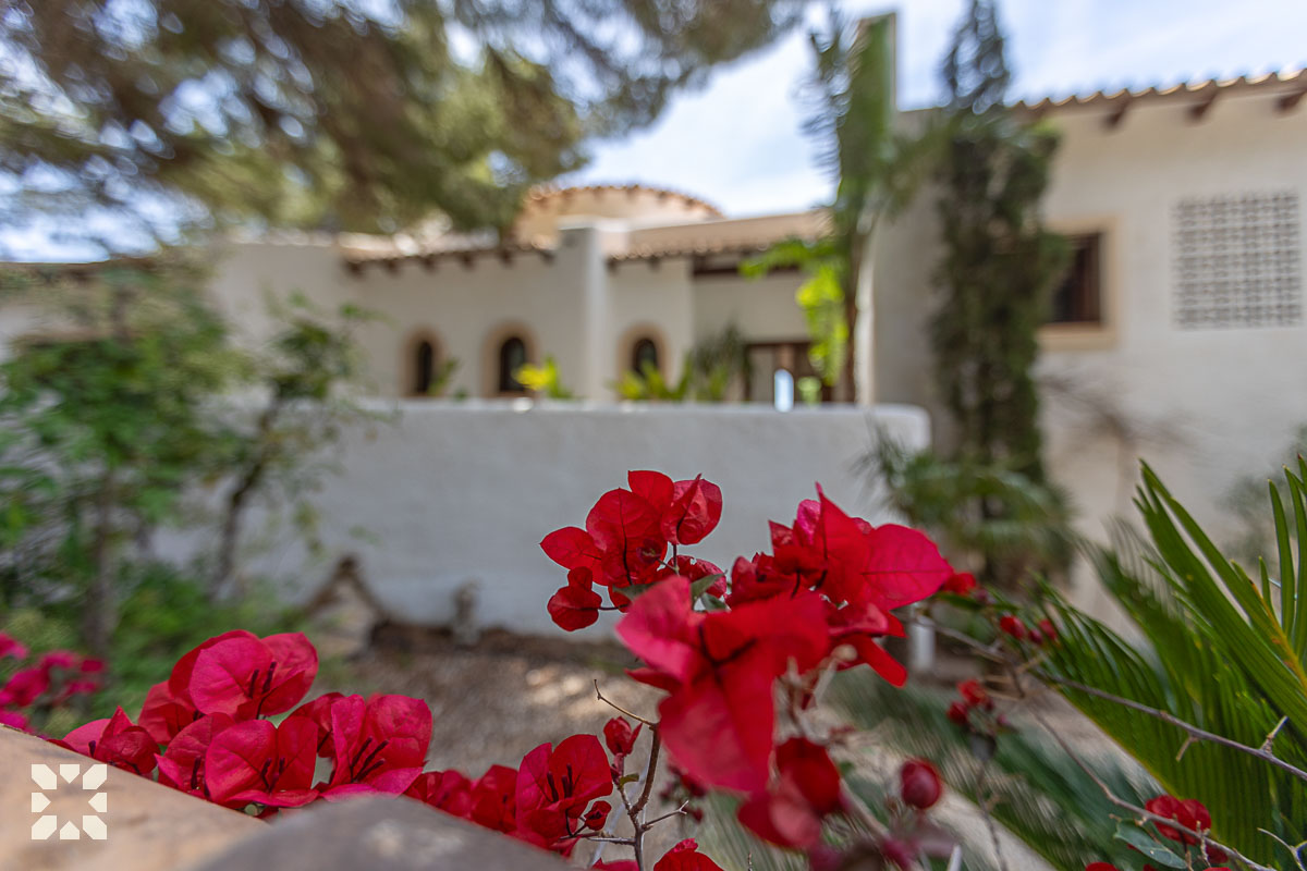 Imagen 15 - ORQUIDEA