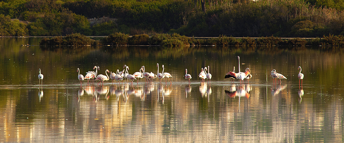 Abahana Villas - Gruppe von Flamingos in Salinas de Calpe.