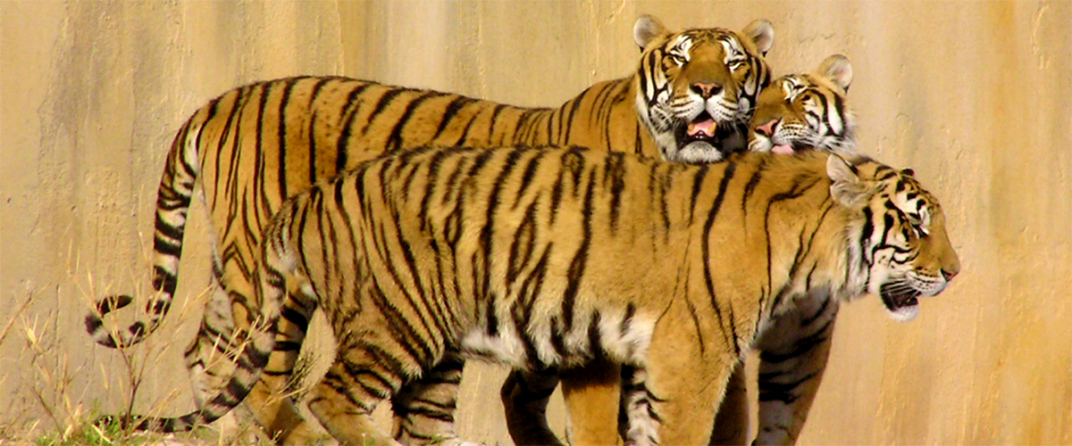 Terra Natura - Тигры в парке Терра Натура в Бенидорме.