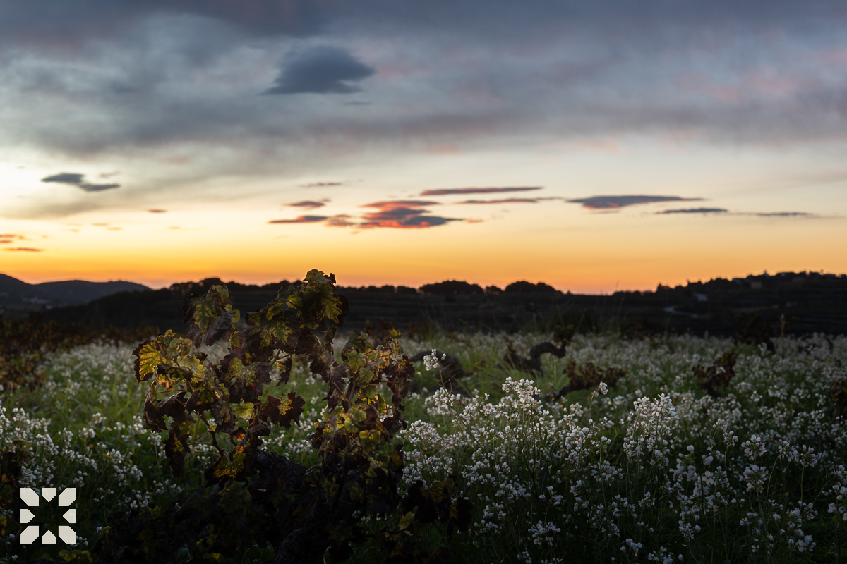 Imagen 20 - LA VINYA