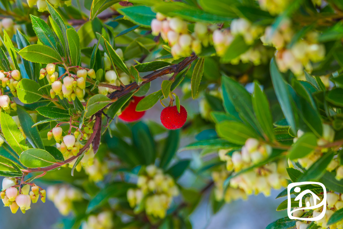 Аренда виллы MANGO в calpe Аренда виллы MANGO в calpe