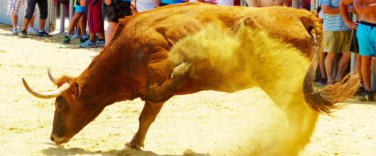 Abahana Villas - Heifer in the square of the port of Denia.
