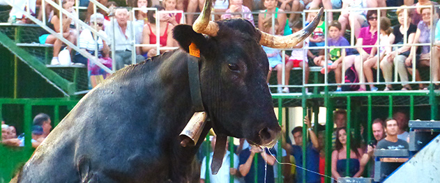 Abahana Villas - Young heifer. Abahana Villas - Young heifer.
