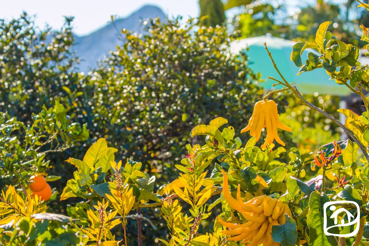 Alquiler villa AGAVE en calpe Alquiler villa AGAVE en calpe