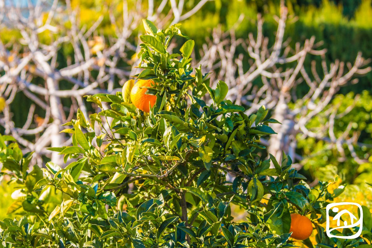 Alquiler villa AGAVE en calpe Alquiler villa AGAVE en calpe