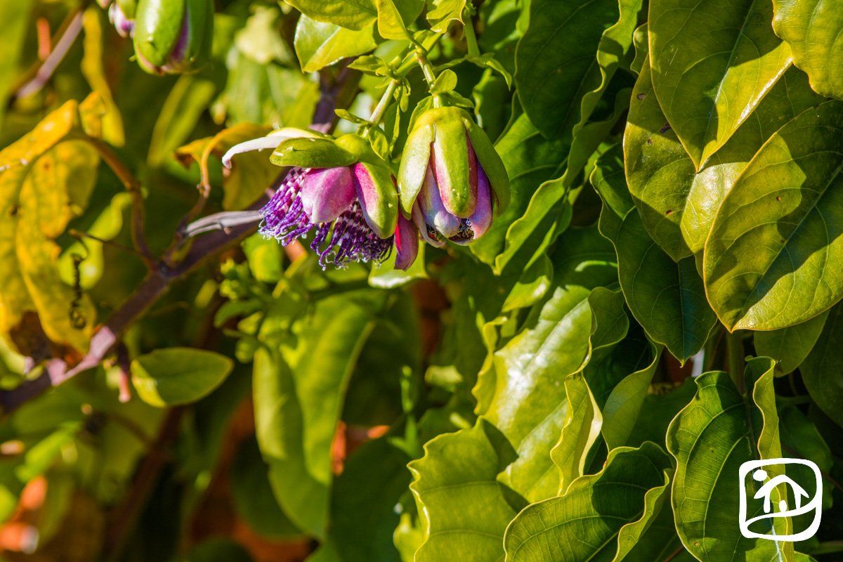 Alquiler villa AGAVE en calpe Alquiler villa AGAVE en calpe