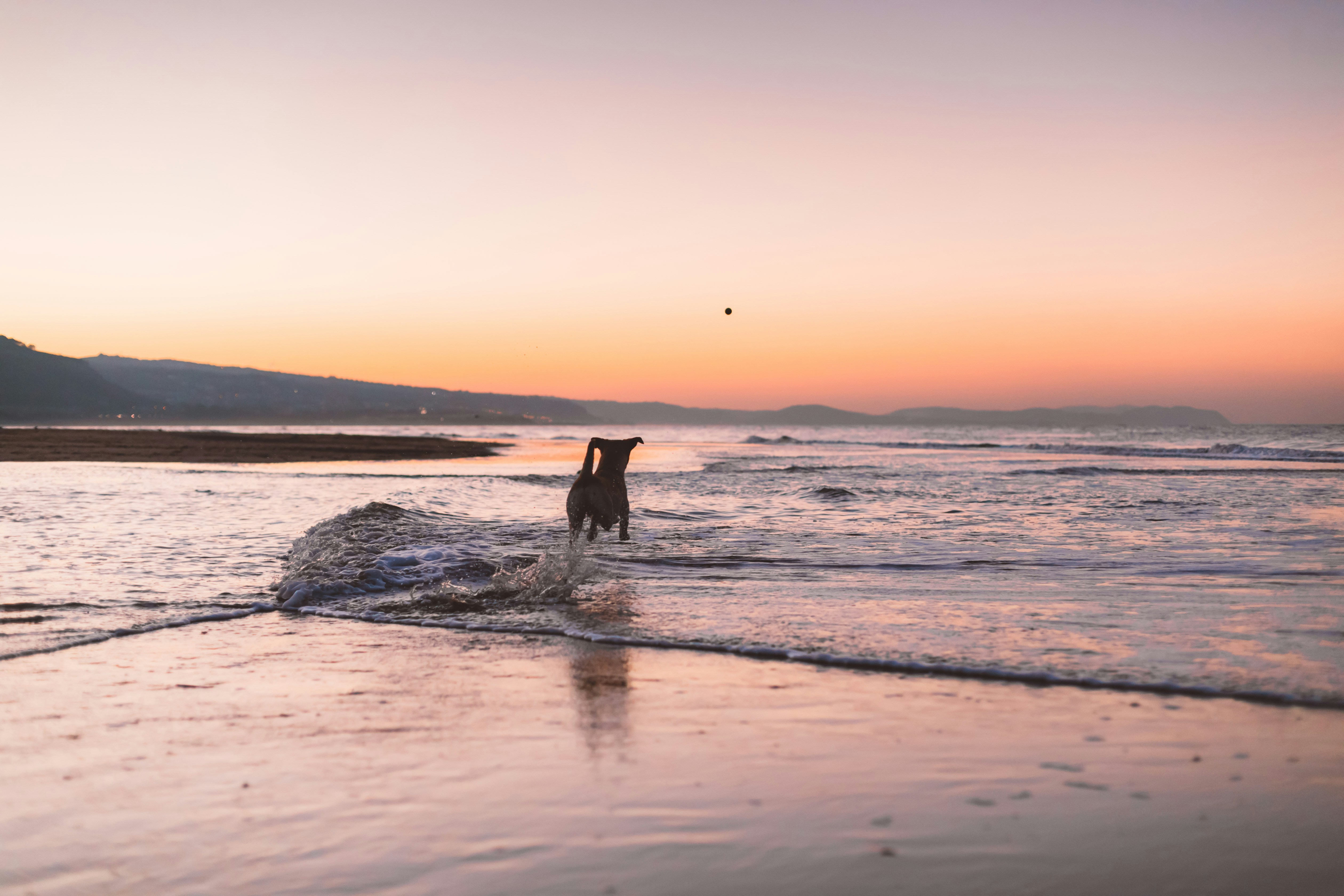 Disfruta con tu mascota en las playas pet-friendly del norte de la Costa Blanca